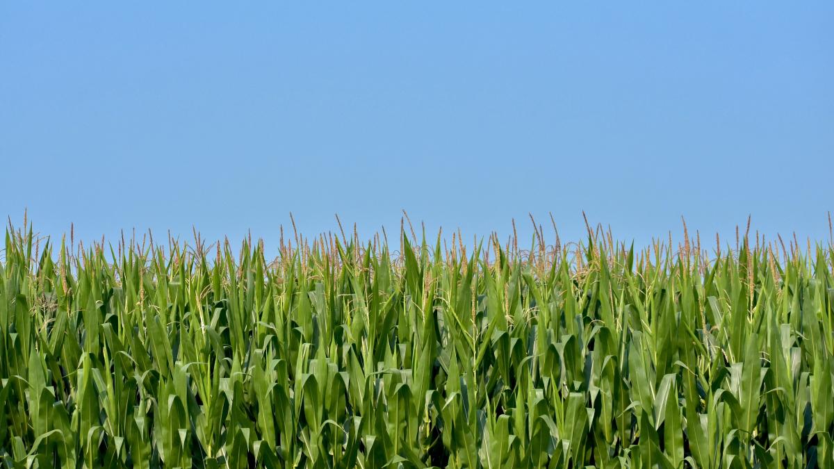 corn