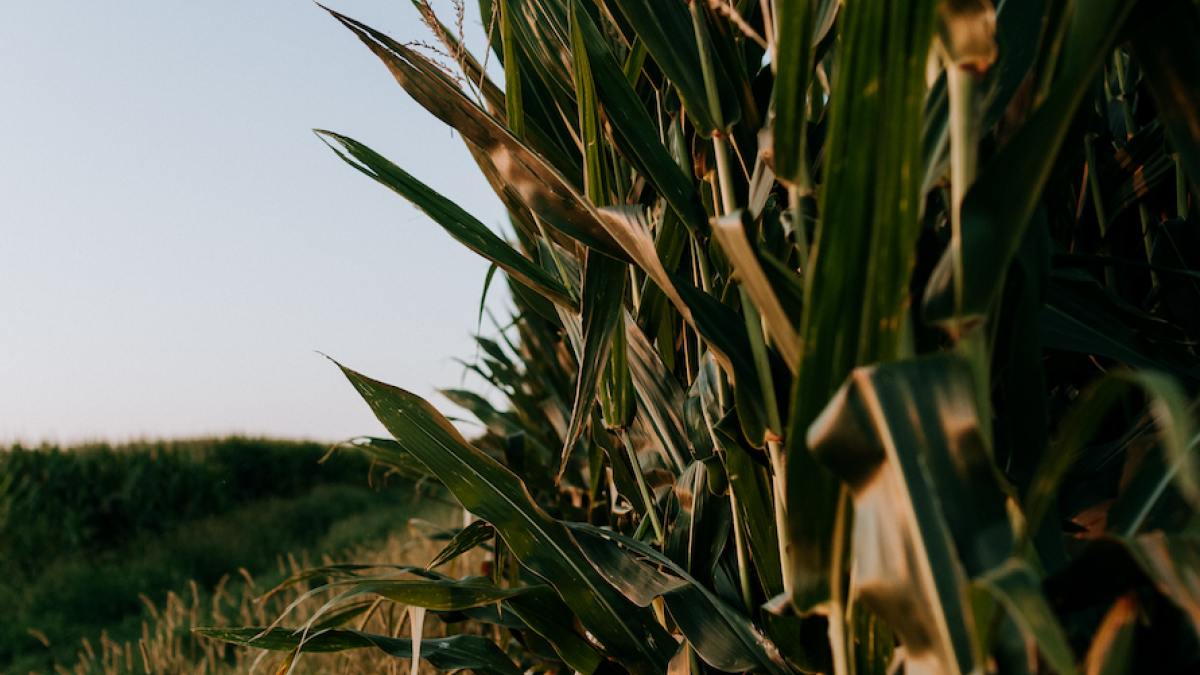 biofuels