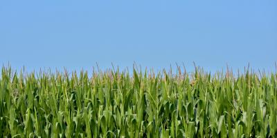 corn