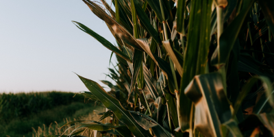 biofuels