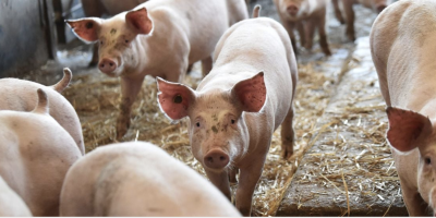 pig farm
