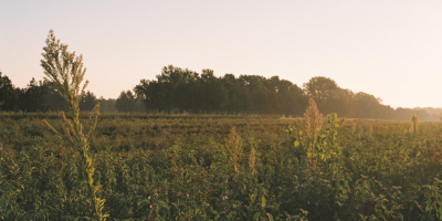 Iowa Farmland