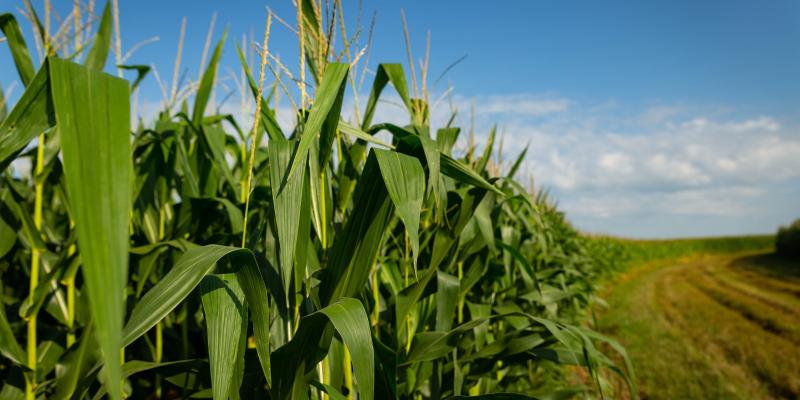 Corn